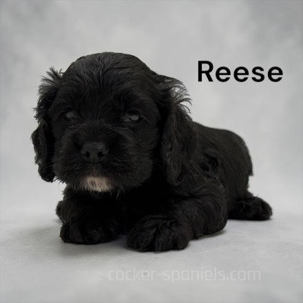 puppy, for, sale, Cocker Spaniel, Joe & Cherri  Overlease, dog, breeder, Miller, MO, dog-breeder, puppy-for-sale, forsale, nearby, find, puppyfind, locator, puppylocator, aca